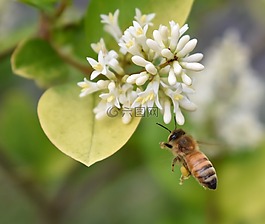 蜜蜂,花粉,花