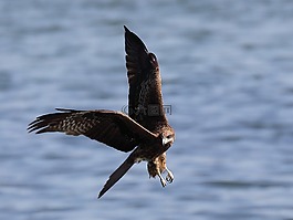 鳥,野生動物,自然