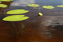 黃色的水百合,ulpukan芽,湖