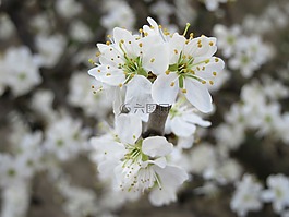 鮮花,白,枝杈