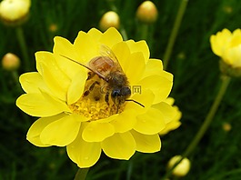 蜜蜂,文菊,雛菊