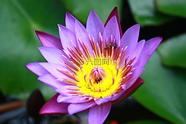 植物區(qū)系,花,自然