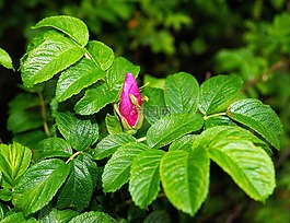 野生玫瑰,開(kāi)花,關(guān)閉