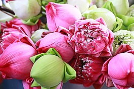 花,葉,自然