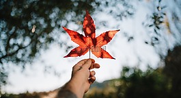 葉,秋,秋天