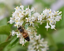 蜜蜂,花,花粉