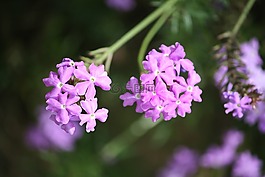 花,植物區(qū)系,自然