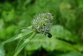 克萊,開花,一滴水