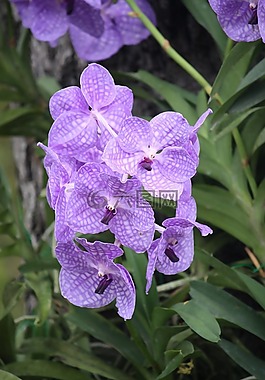 花,自然,花園