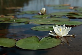 水百合花,睡蓮葉,湖
