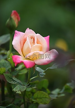 花,自然,植物區(qū)系
