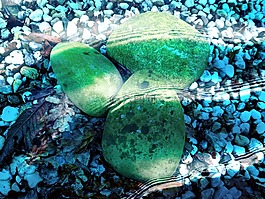 石頭,水,池塘
