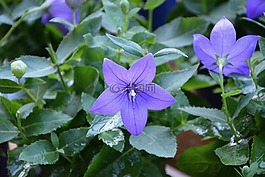 花,花bellibells,紫色