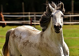 馬,模具,小馬