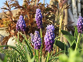 鮮花,藍紫,草