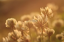 三葉草,花,植物