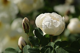 花,植物,自然