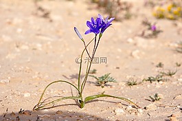 花,紫色,紫色花