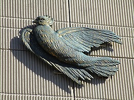 鴿子,動(dòng)物,鳥