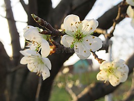 鮮花,白,春