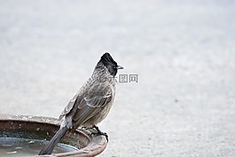 麻雀,鳥,野生動物