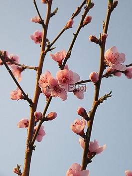春,花,樹