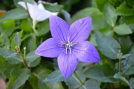 花,花bellibells,植物