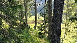 木材,山,性質(zhì)