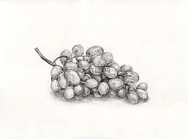 葡萄,繪畫(huà),繪圖