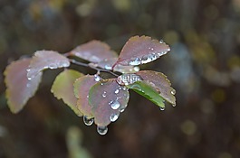 水,滴,凍結