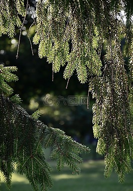 松針,夏天,樹(shù)