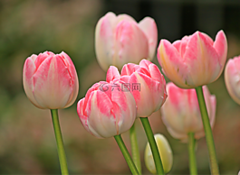 郁金香,鮮花,春天