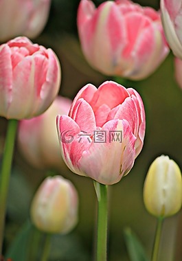 郁金香,鮮花,春天