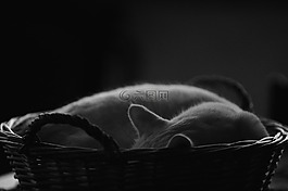 貓籃子,睡覺,休息