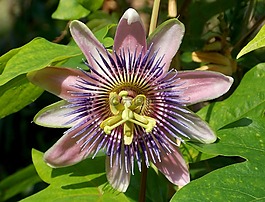 激情花,異國(guó)情調(diào)的花朵,開(kāi)花