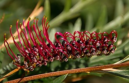 grevillea,花,澳大利亚