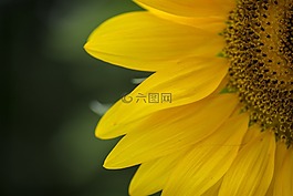 向日葵,黃色,花