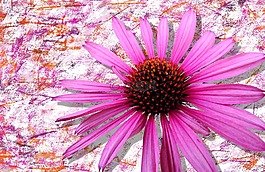 花,開花,廠