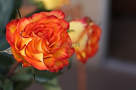 玫瑰,紅色,兩