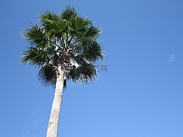 樹(shù),自然,藍(lán)色