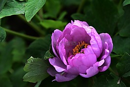 牡丹,花朵,春天