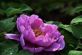 牡丹,花朵,春天