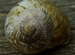 蝸牛,螺旋,宏