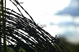 電線,關(guān)于,農(nóng)場