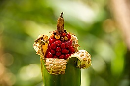 種子,紅色,花