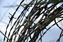 電線,關(guān)于,農(nóng)場
