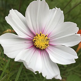 洁白的花朵,花,花园