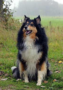 苏格兰牧羊犬,世界动物一天,狗