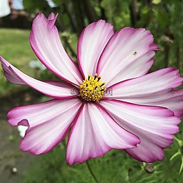 花,紫色,花園