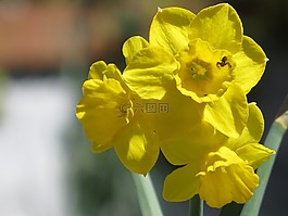 花,蜘蛛,春